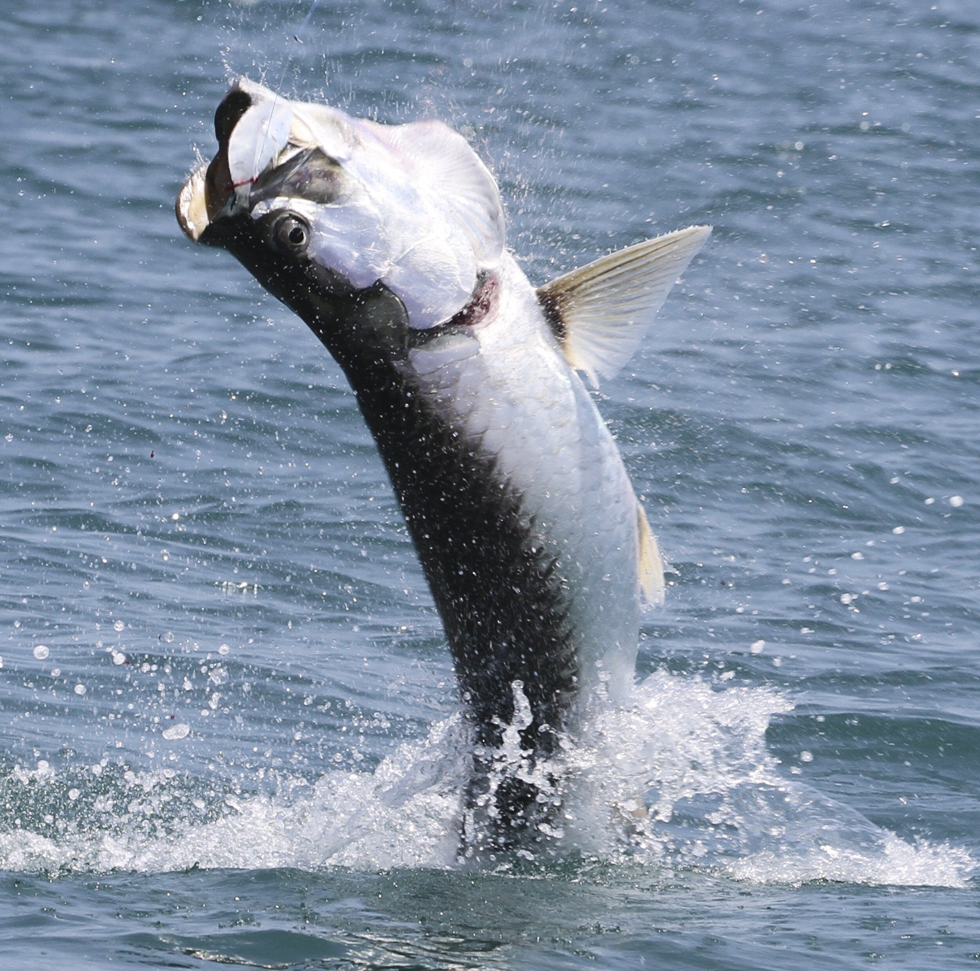 Tarpon jumping out of the water in Key West